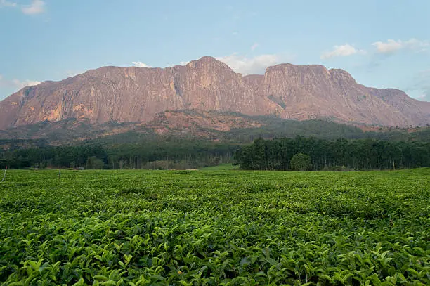 Mount Mulanje Massif Peaks and Hiking Trails